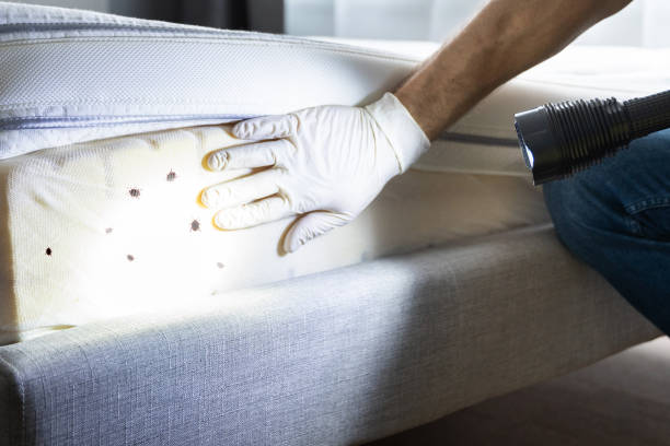 Best Local Pest Control Services  in Kincheloe, MI