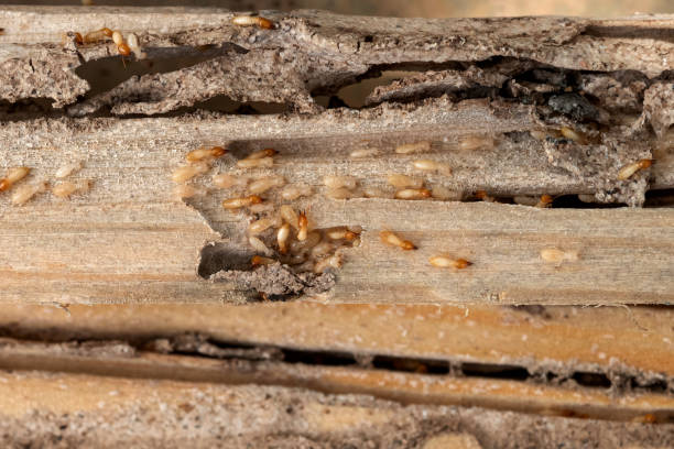 Kincheloe, MI Pest Control Company